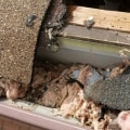 Keep Pests and Wild Animals Out of Your Gutters